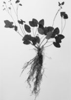 植物の肖像展